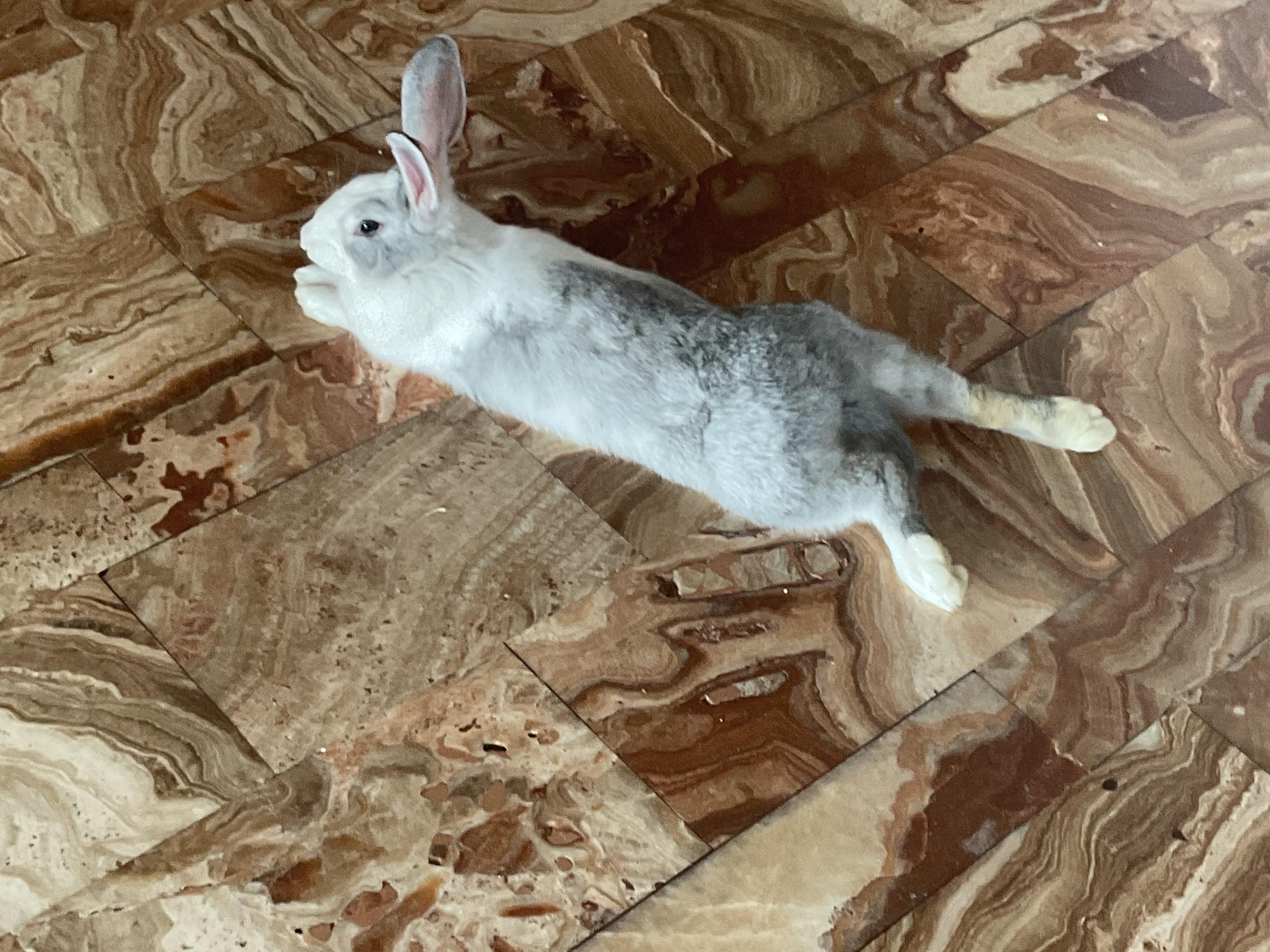 Heatwave Prep for Rabbits and Guinea Pigs