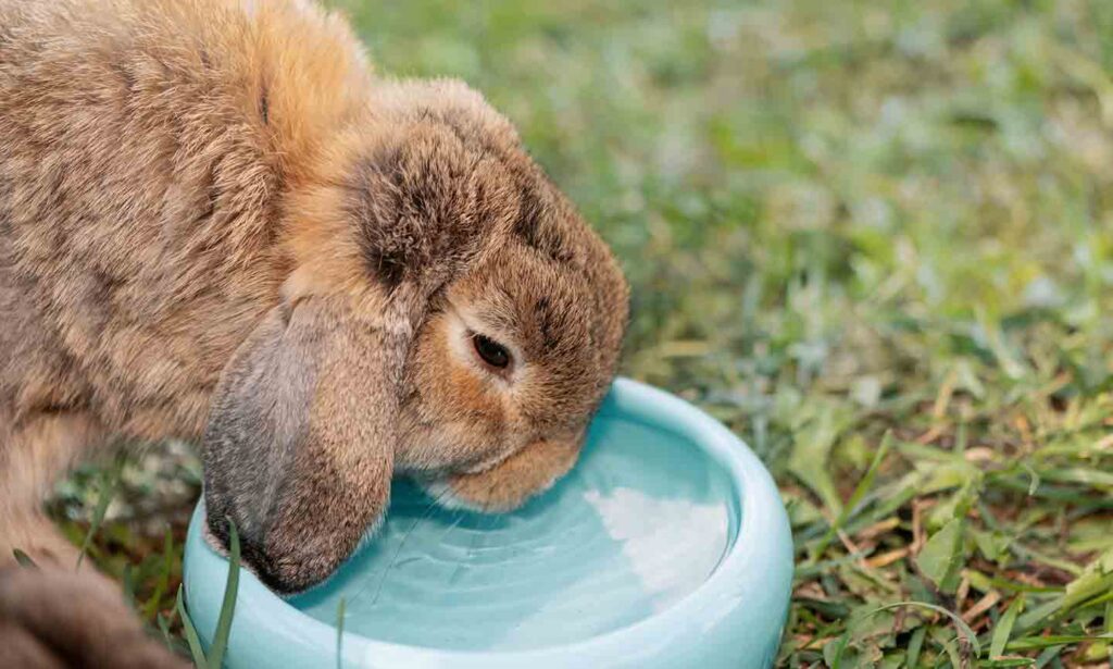 Low-Calcium Diets for Rabbits and Guinea Pigs