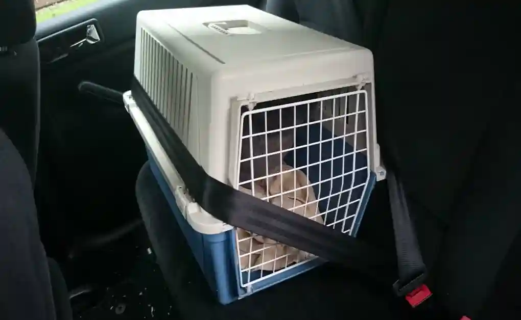 A secured hard-sided pet carrier buckled into a car back seat, with a rabbit visible inside resting on a towel