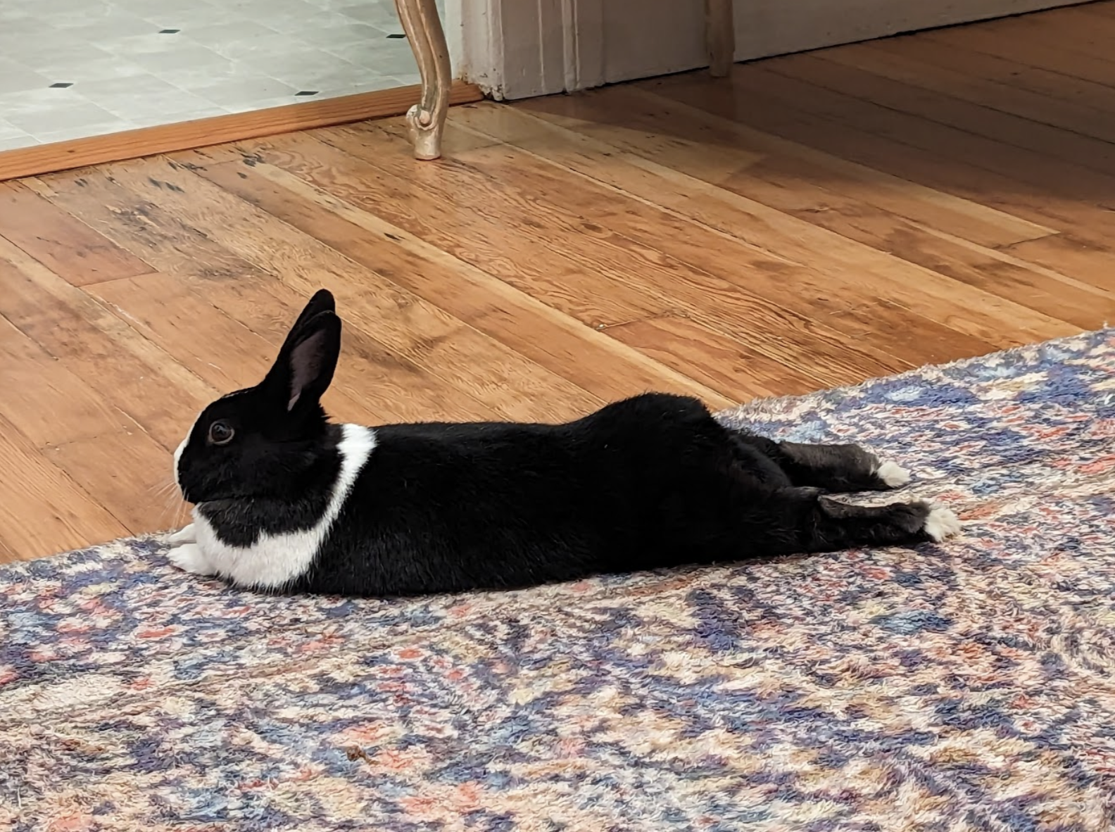 Taming a Shy Rabbit or Guinea Pig