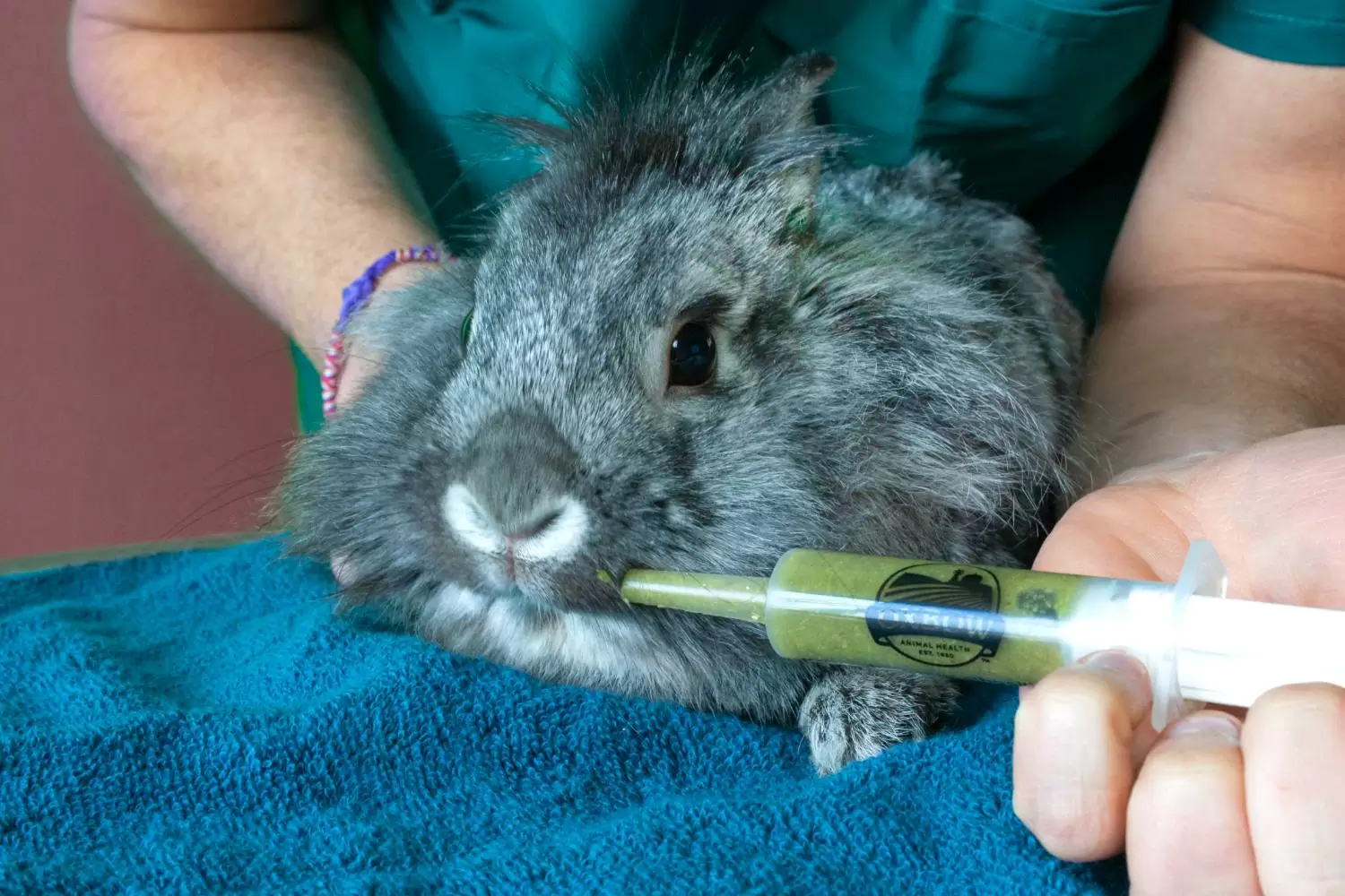 A small bowl of mixed herbivore recovery food sits next to several oral syringes on a clean table, ready for feeding