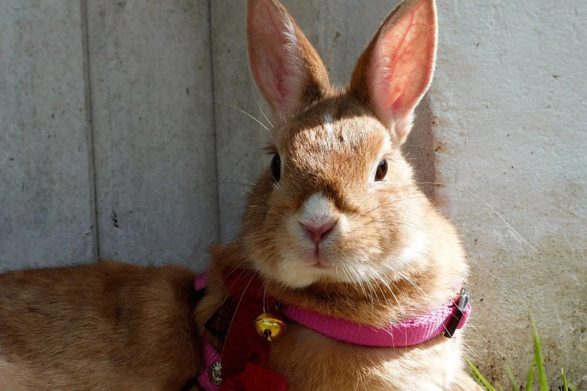 Rabbit and Guinea Pig Harnesses: Safe or Risky?