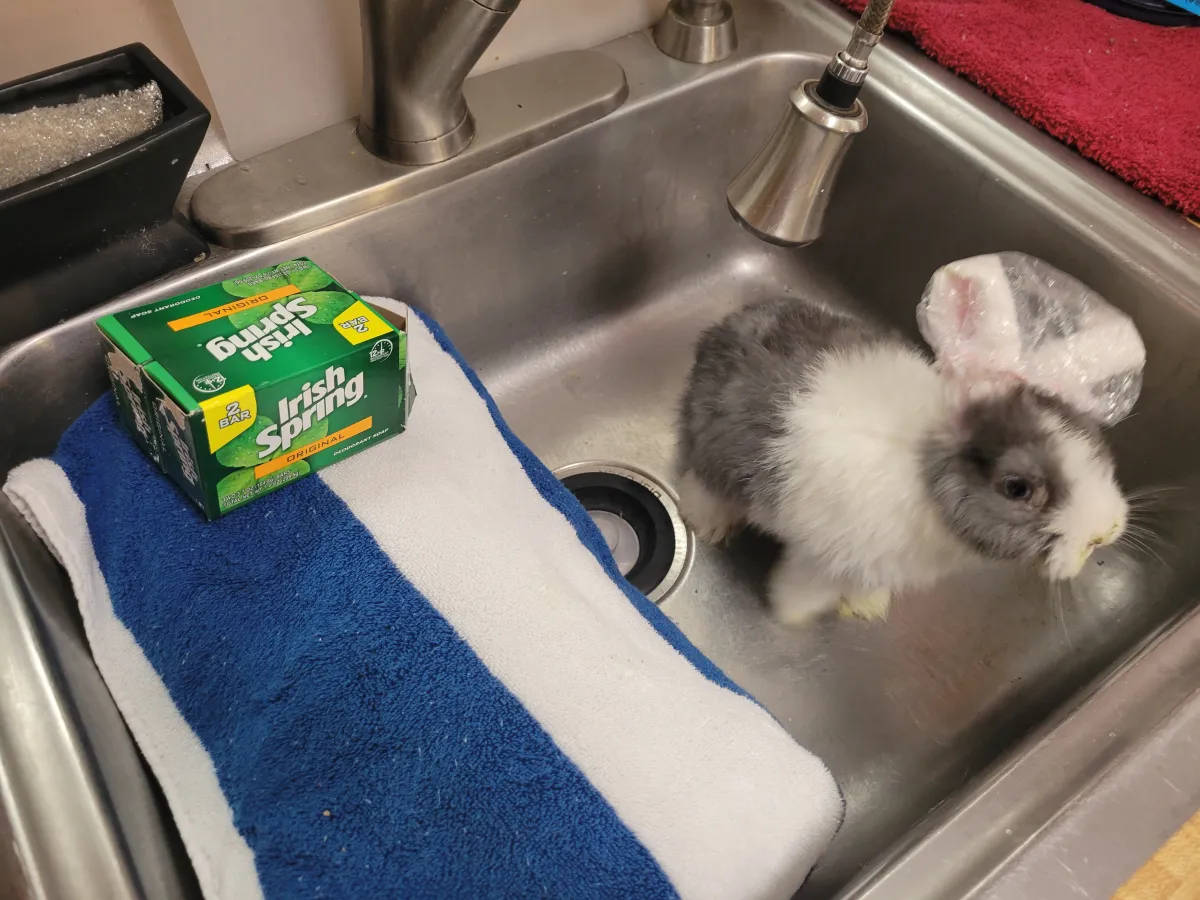 Why You Shouldn’t Bathe Rabbits or Guinea Pigs