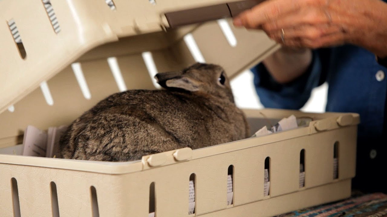A soft-sided pet carrier with a rabbit inside sitting on a bench in a quiet veterinary waiting room, with a towel partially covering the carrier for privacy