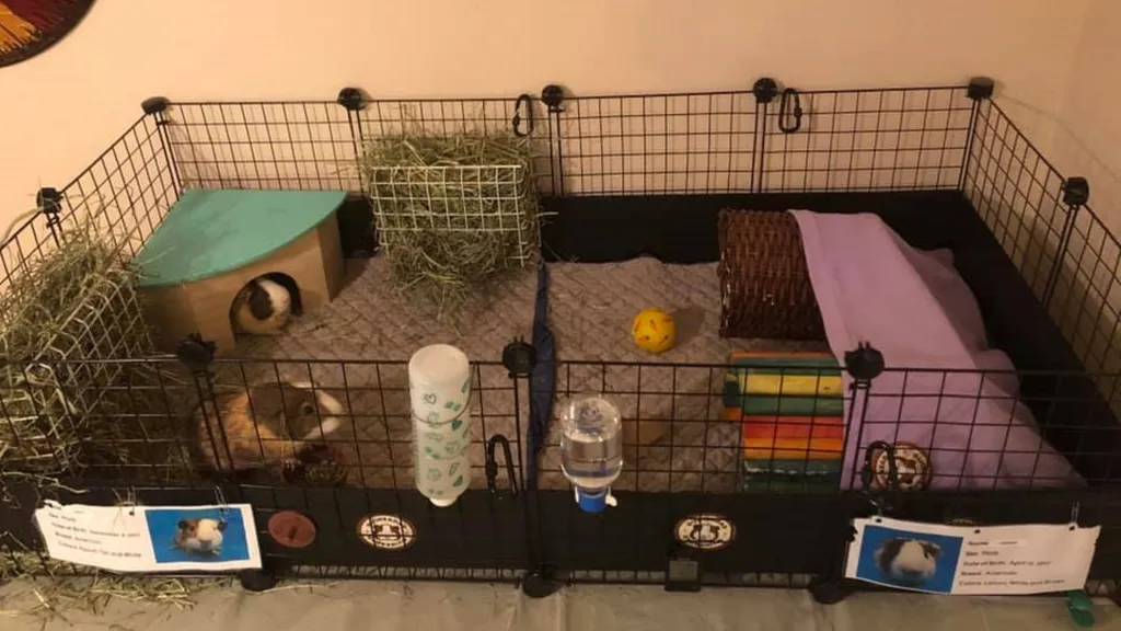 A spacious indoor C&C guinea pig cage with fleece bedding, two hideouts, a hay pile, water bottles, and tunnels arranged along the perimeter