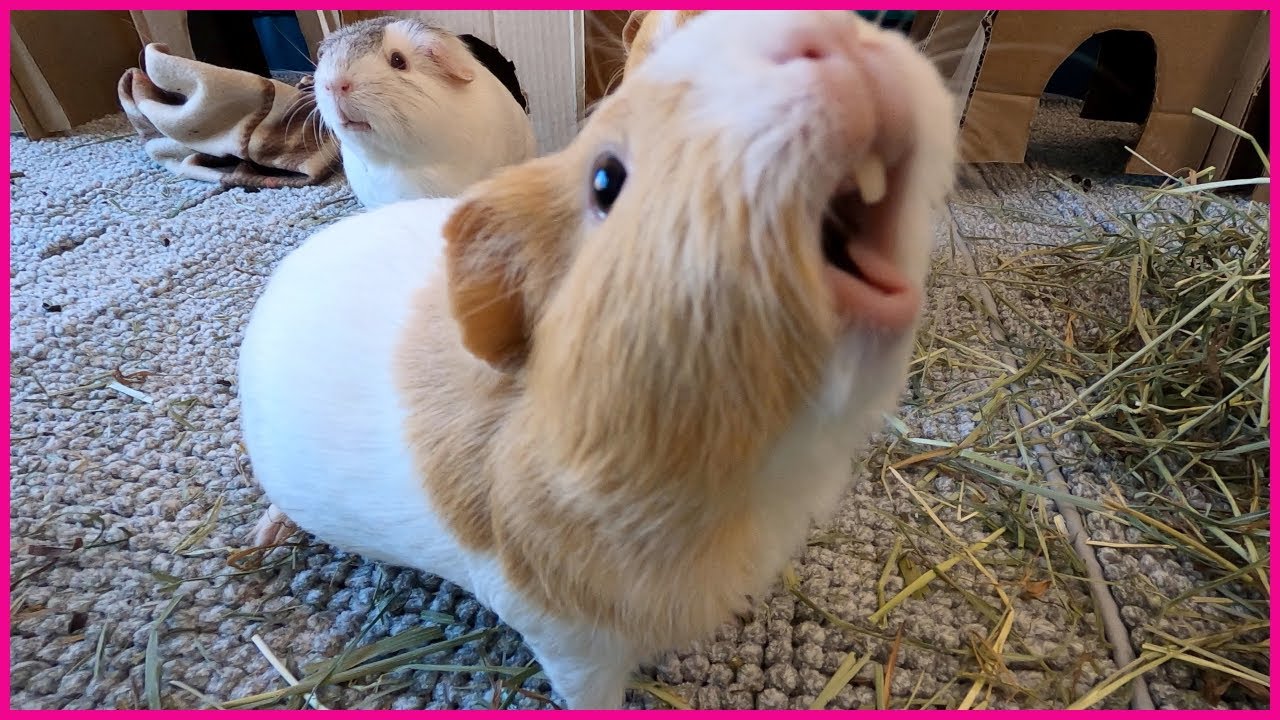 Guinea Pig and Rabbit Sounds, Decoded