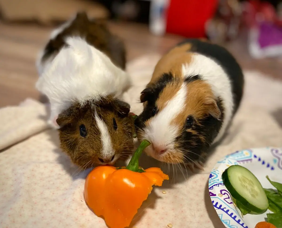 A tricolor guinea pig sniffing a fresh green bell pepper slice on a white plate beside leafy greens