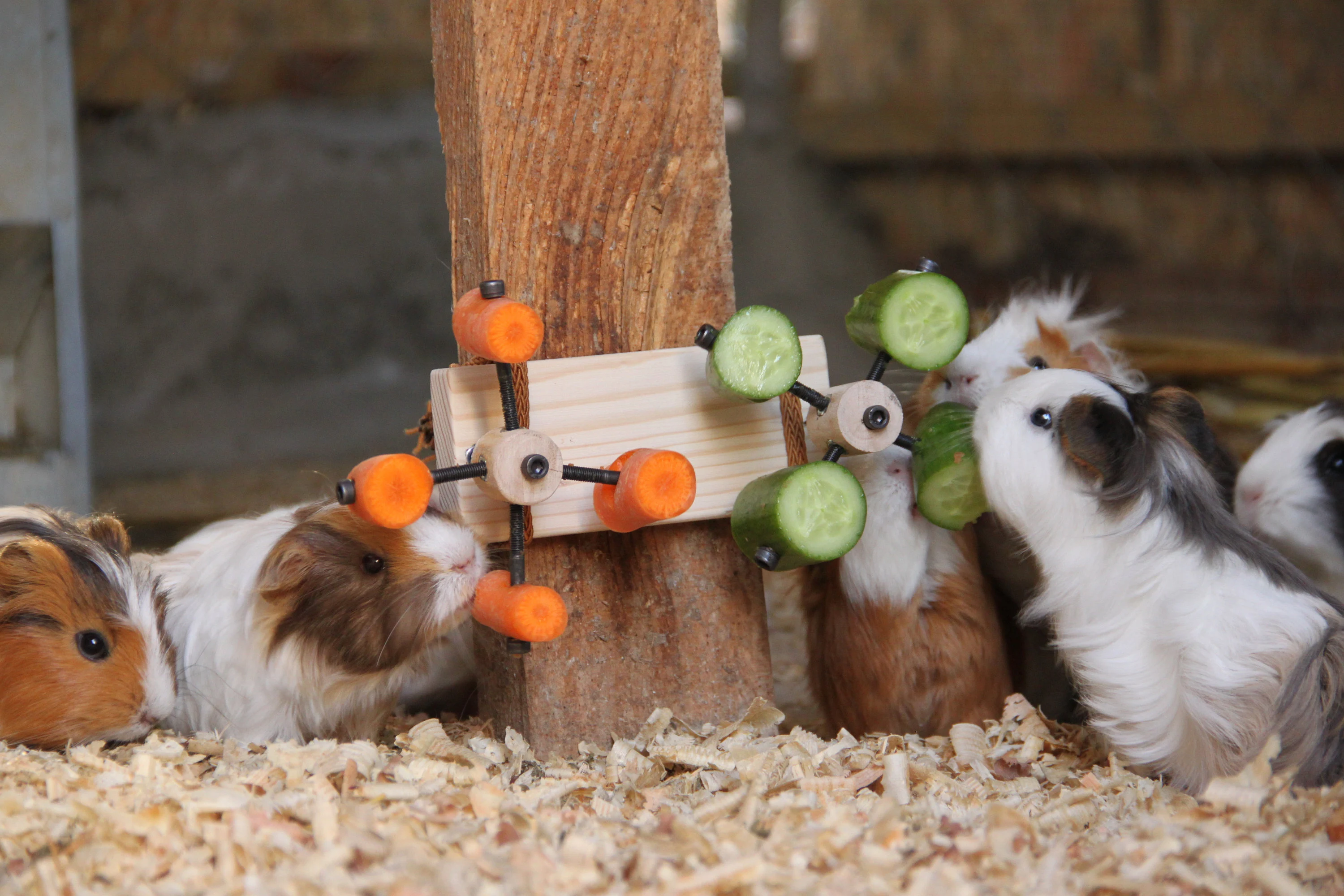 A tricolor guinea pig sniffing a small sliding-lid puzzle feeder on a fleece liner, with tiny herb pieces tucked in the compartments