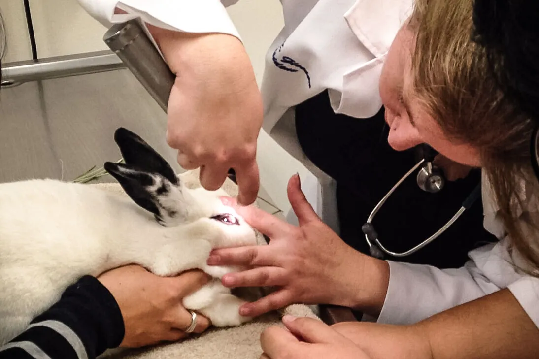 Choosing an Exotic Vet for Rabbits and Guinea Pigs