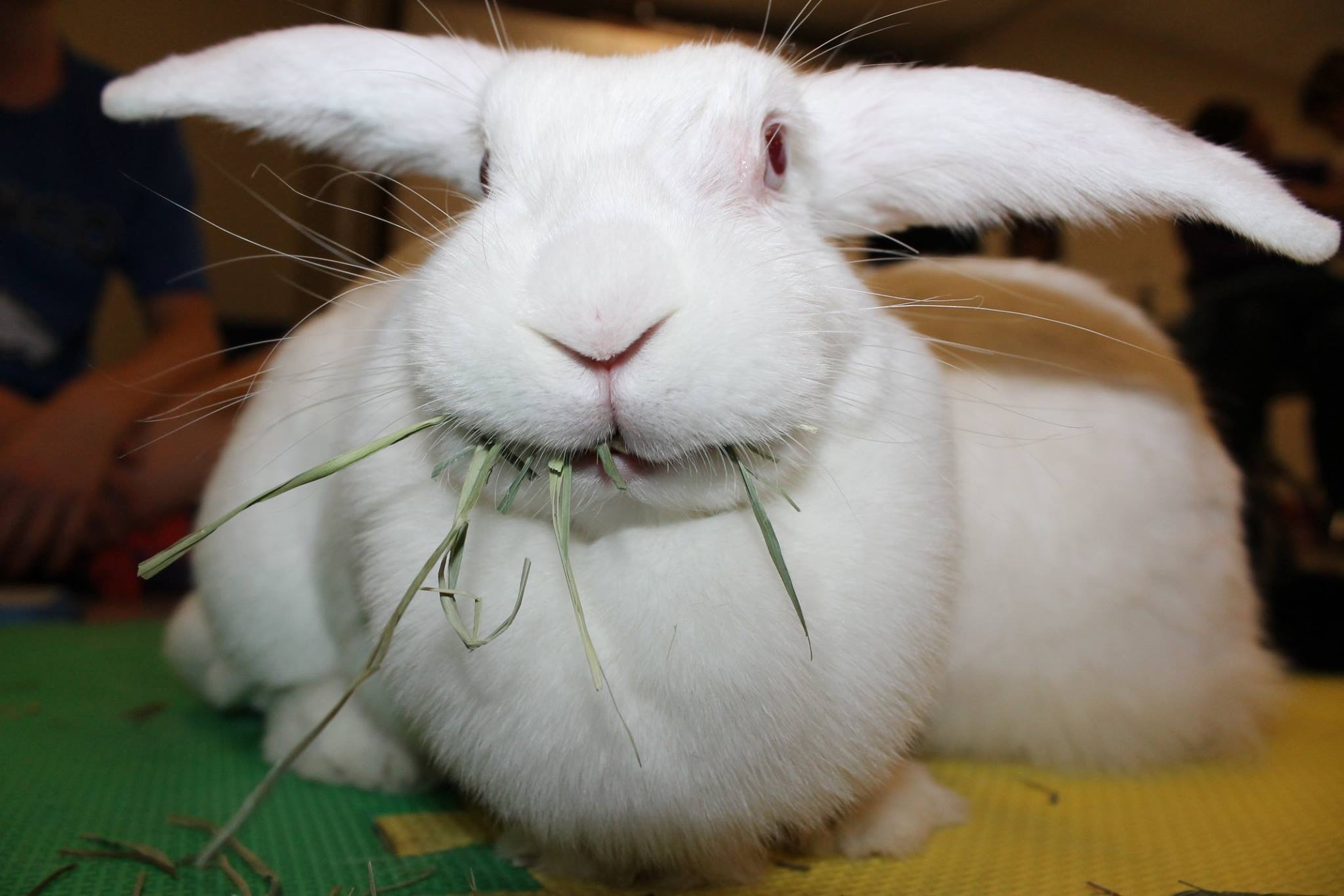 Daily Feeding Schedule for Adult Rabbits and Guinea Pigs