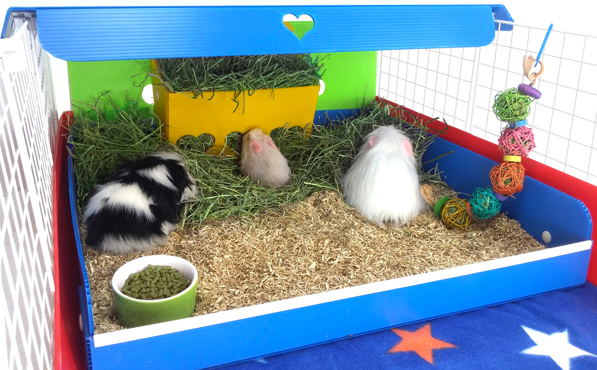 An indoor C&C guinea pig cage with a fleece main area and a separate kitchen section containing paper bedding and hay