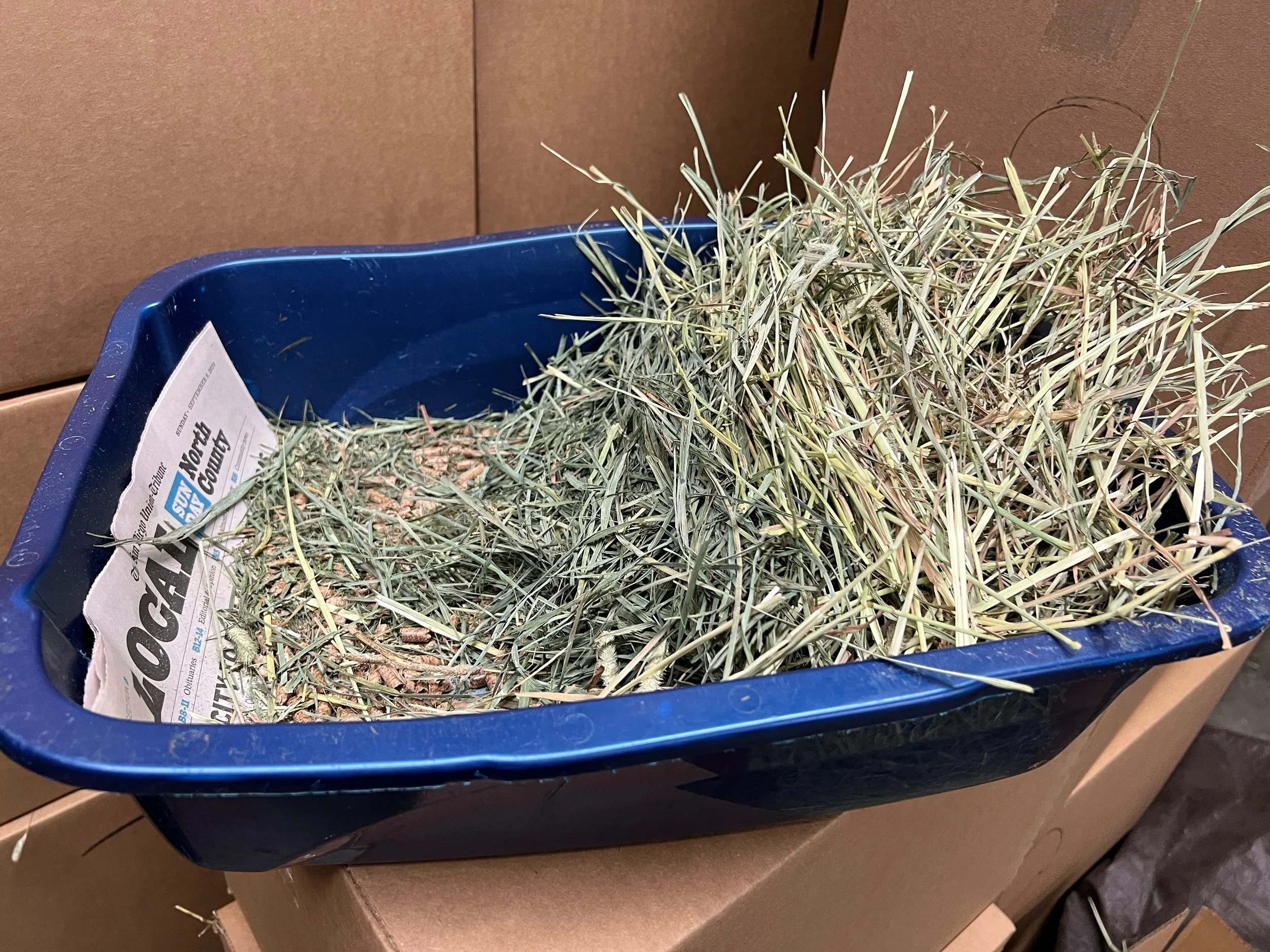 An indoor rabbit litter box with paper-based litter and hay positioned so the rabbit can eat while using the box
