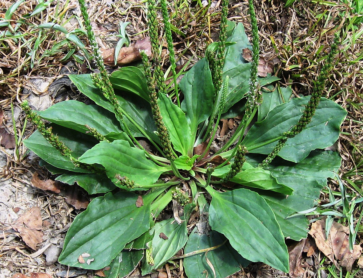 Broadleaf plantain growing in a backyard lawn, showing oval leaves with prominent parallel veins