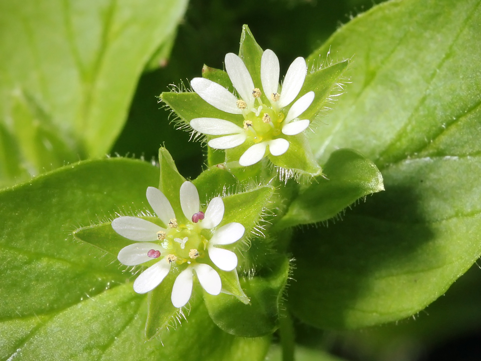 Chickweed with small oval leaves and tiny white star-shaped flowers growing low to the ground