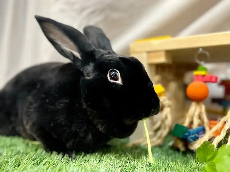 Chloe Miller sitting on the floor beside a spacious indoor rabbit enclosure, offering fresh cilantro to a curious rabbit, warm natural window light