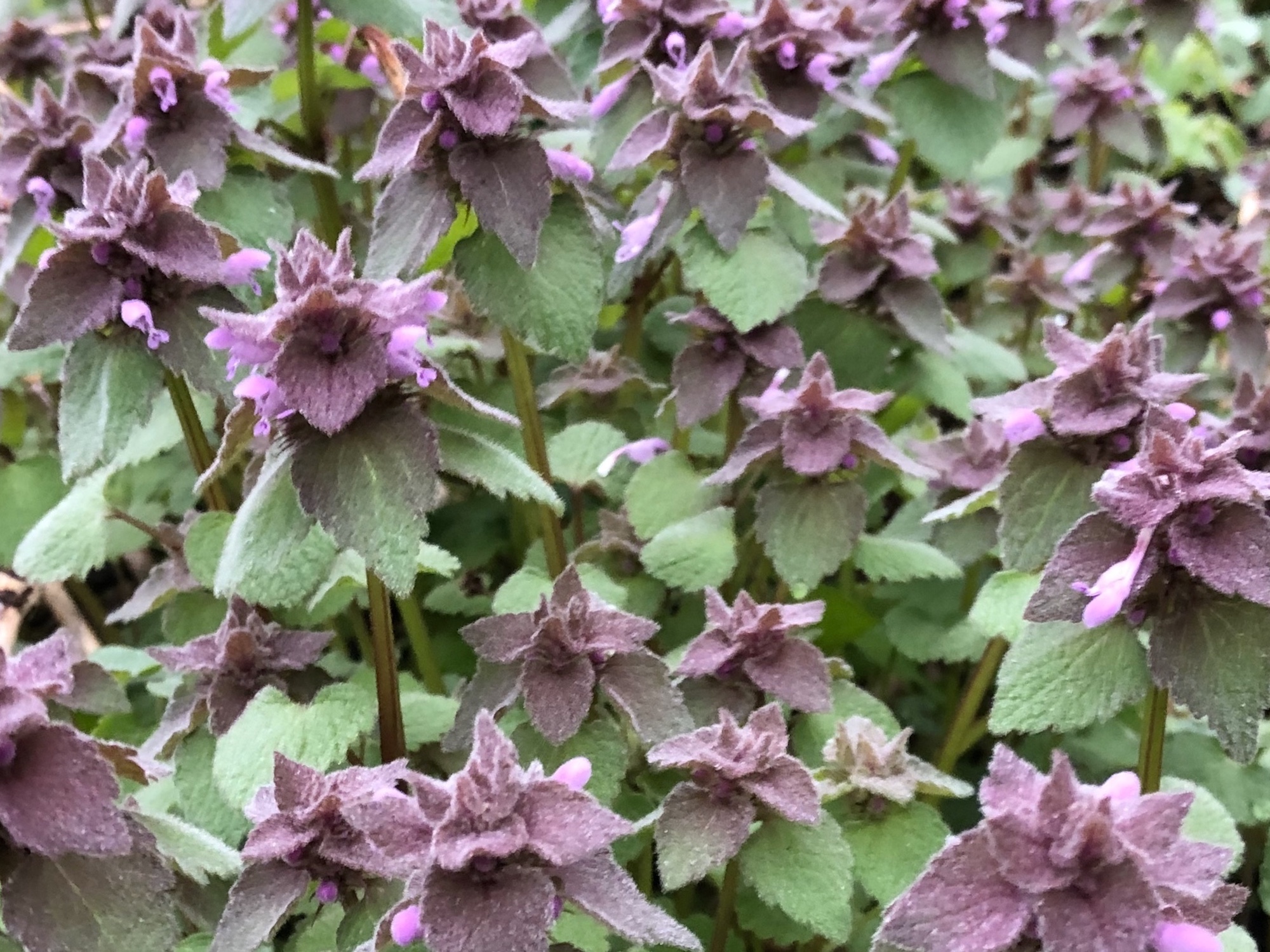 Purple deadnettle growing in a patch, showing purple-tinged leaves and small purple flowers