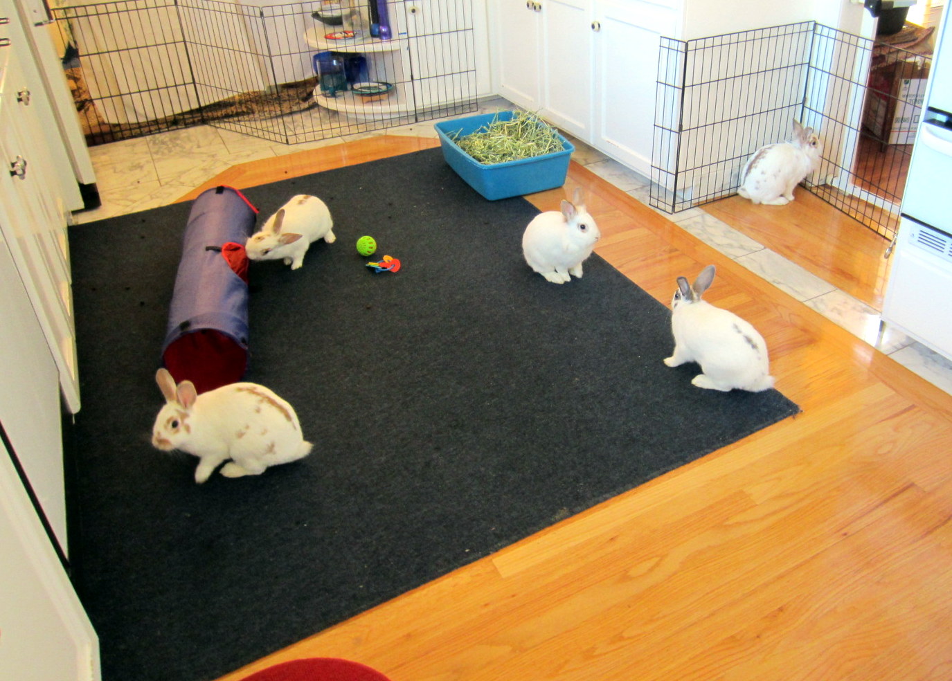 Bonding Rabbits or Guinea Pigs: Step by Step