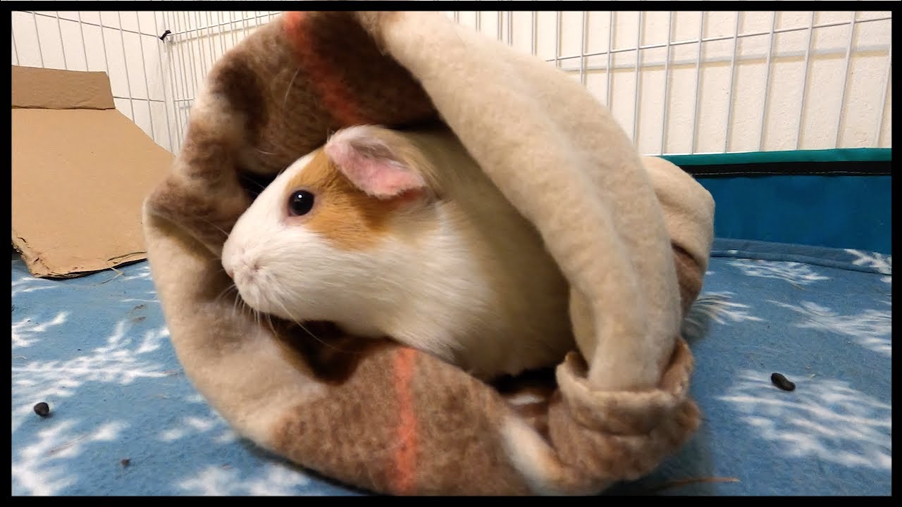 Two guinea pigs in a spacious indoor enclosure with a fleece tunnel and a wooden hide, with hay piled in a corner