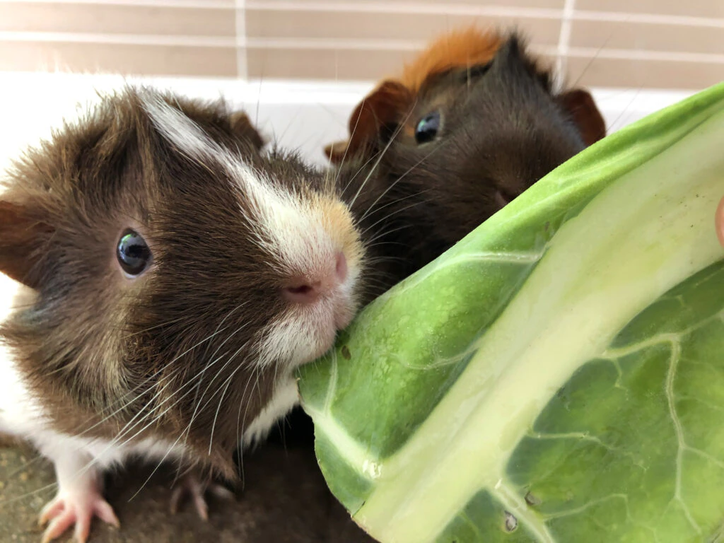 Two guinea pigs sharing a shallow bowl of mixed romaine and cilantro on fleece bedding inside an indoor enclosure