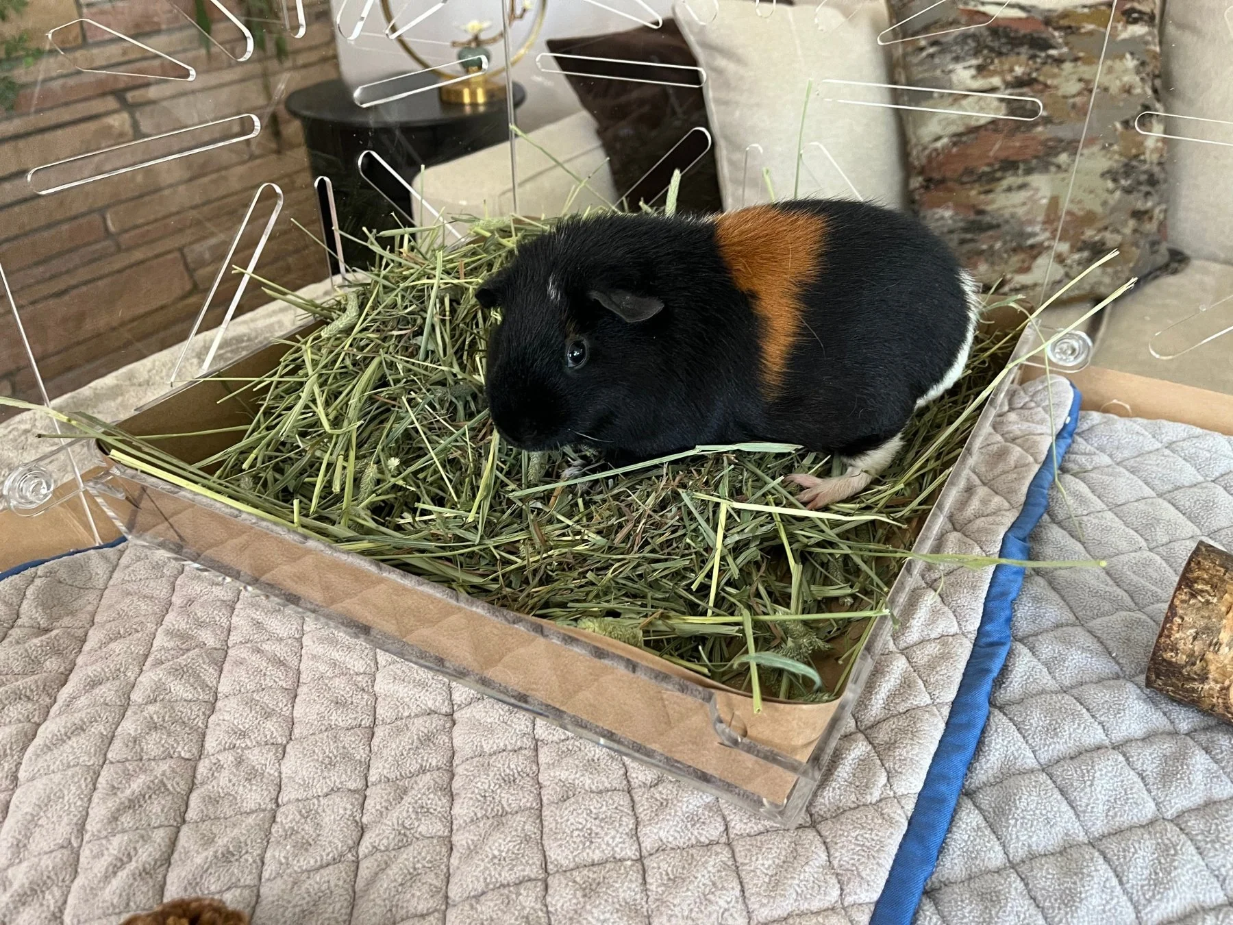 Two guinea pigs standing in a shallow tray filled with hay inside a C&C cage, with droppings contained in the tray