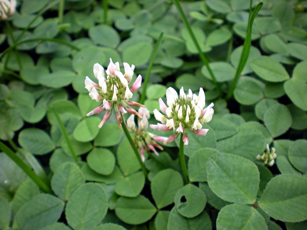 White clover in a lawn with three-leaf clusters and small white flower heads